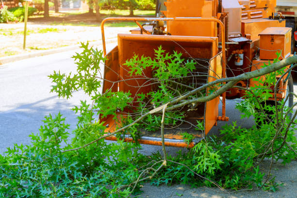 Reliable El Rancho, NM Tree Service Solutions